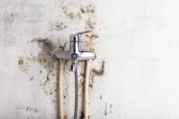 Best Toxic Mold Removal  in Chicago Heights, IL