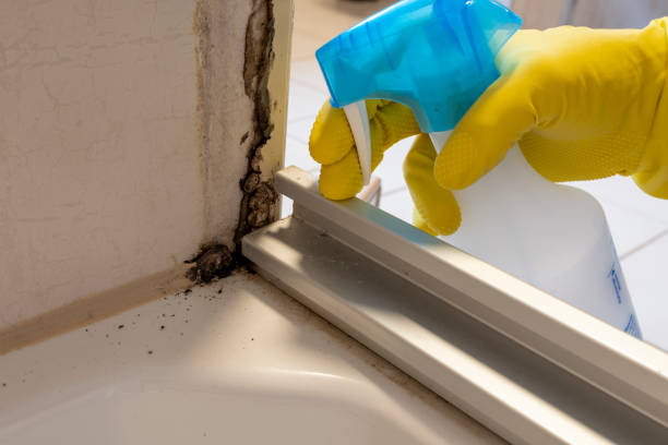 Best Affordable Mold Removal  in Chicago Heights, IL