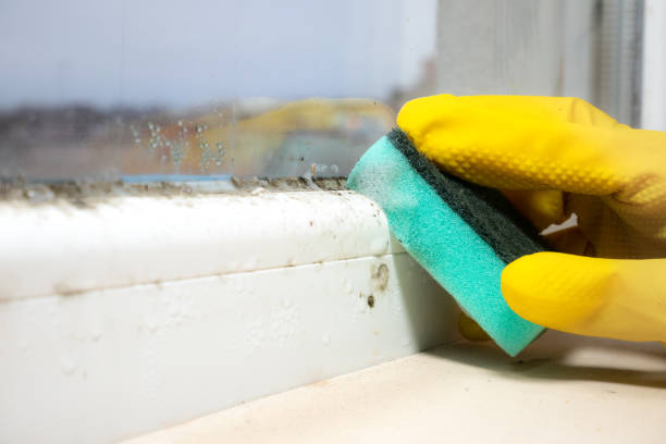 Best Home Mold Removal  in Chicago Heights, IL