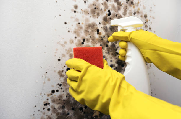 Best Commercial Mold Removal  in Chicago Heights, IL