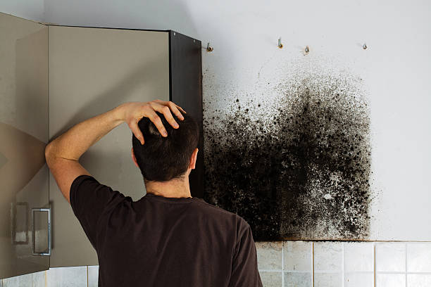 Best Mold Damage Repair  in Chicago Heights, IL